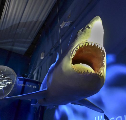 Lo squalo bianco a Venezia: i segreti del suo ritorno — Veneto Secrets