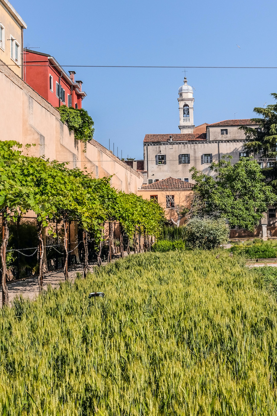 Il vino “mistico” del Giardino degli Scalzi a Venezia — Veneto Secrets