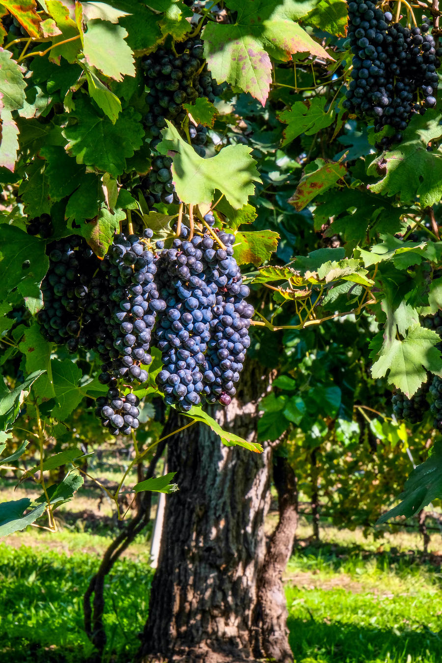 Malanotte del Piave DOCG Wine and Bellussera, the lace vineyard — Veneto Secrets