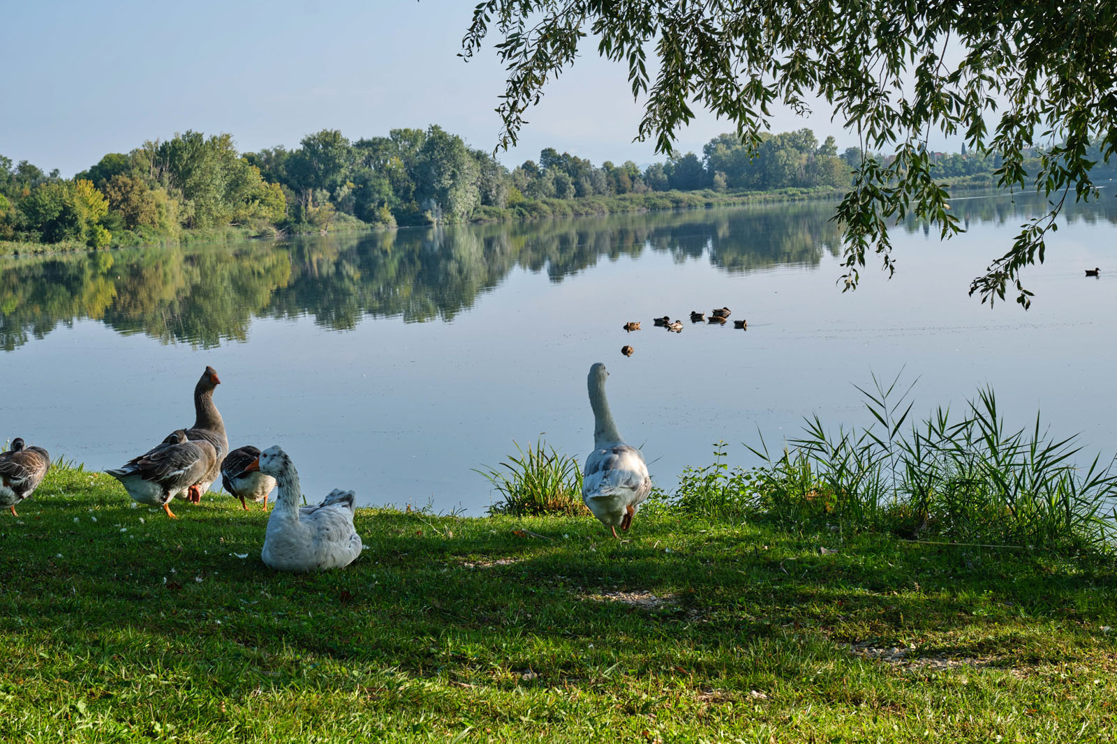 Le Ali del Frassino Peschiera del Garda (VR) — Veneto Secrets
